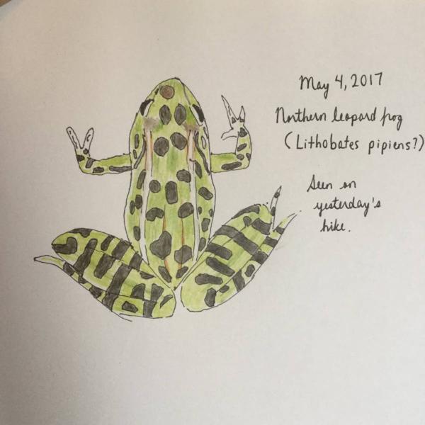 Northern Leopard Frog sketch by Dawn Berkelaar.